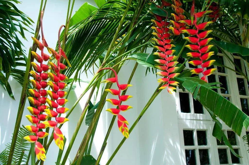 Hotel Negril Palms